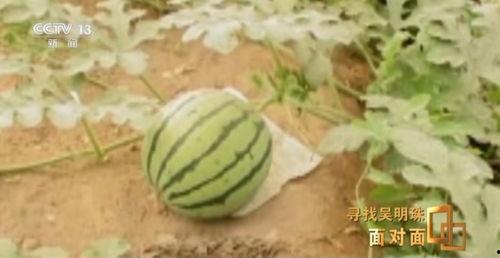 新疆网红吃瓜事件真相,真相与误解的交织 第2张 新疆网红吃瓜事件真相,真相与误解的交织 第2张